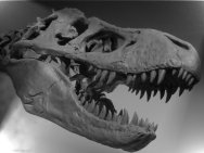 Tyrannosaurus Dinosaur Skull