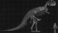 Tyrannosaurus Dinosaur  Skeleton