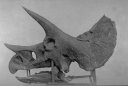 Triceratops skull