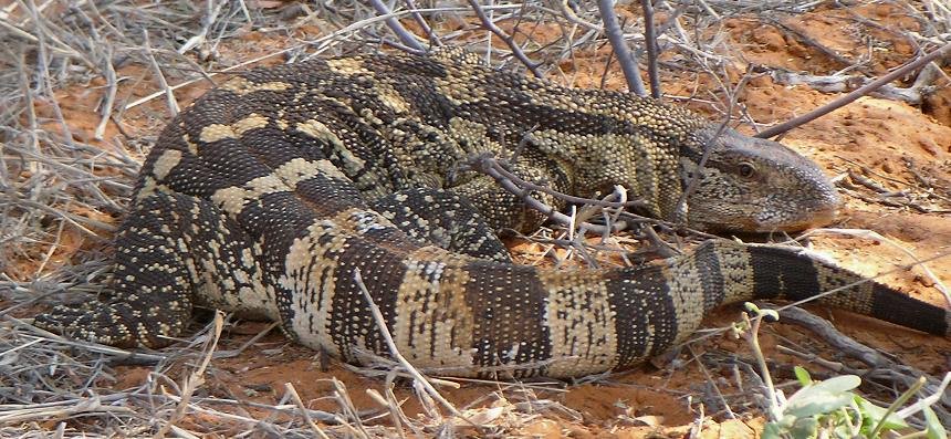 Monitor Lizard 