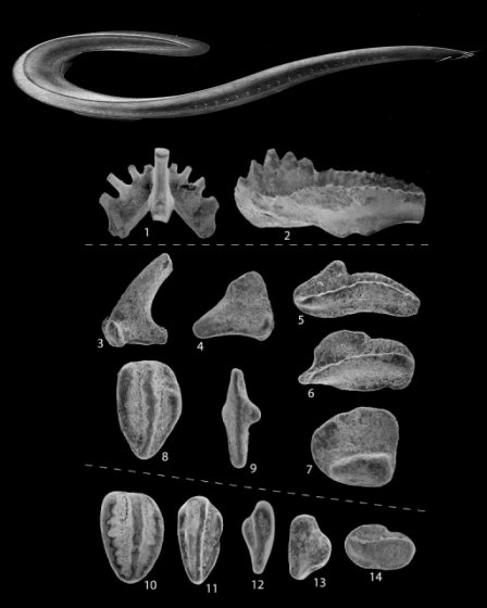 Conodont Fossil Art