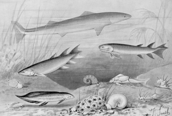 Devonian Fishes Art