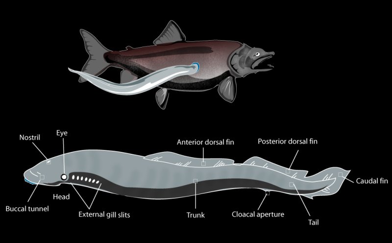 Lamprey