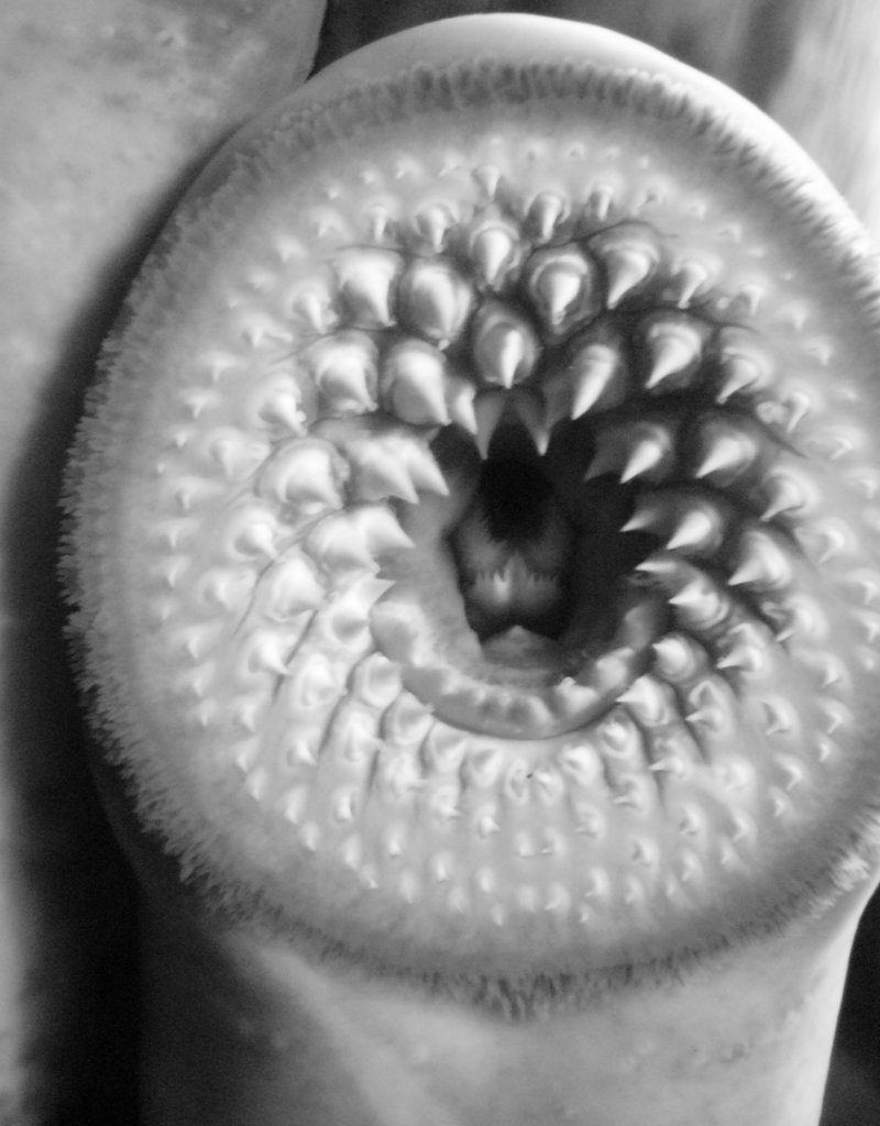 Lamprey Mouth