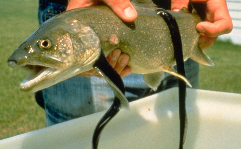 Lamprey attached to fish