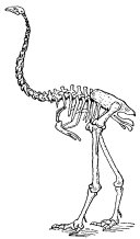 Moa Bird Dinornis