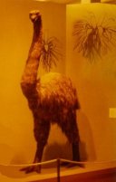 Moa