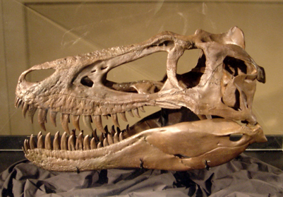 Nanotyrannus Dinosaur Skull
