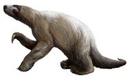 Nothrotheriosp Groyund Sloth