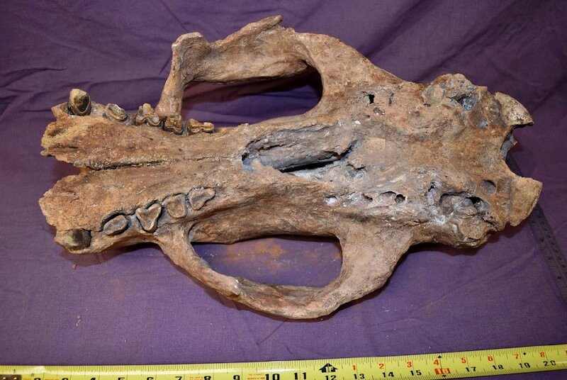 Nothrotheriops shastensis Fossil Skull