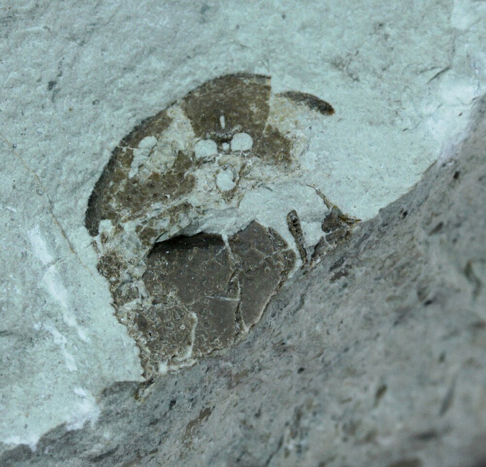 Oeselaspis Fish Fossil