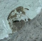Rare Oeselaspis Jawless Fish
