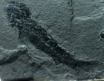 Osteolepis macrolepidotus Tetrapod Ancestor