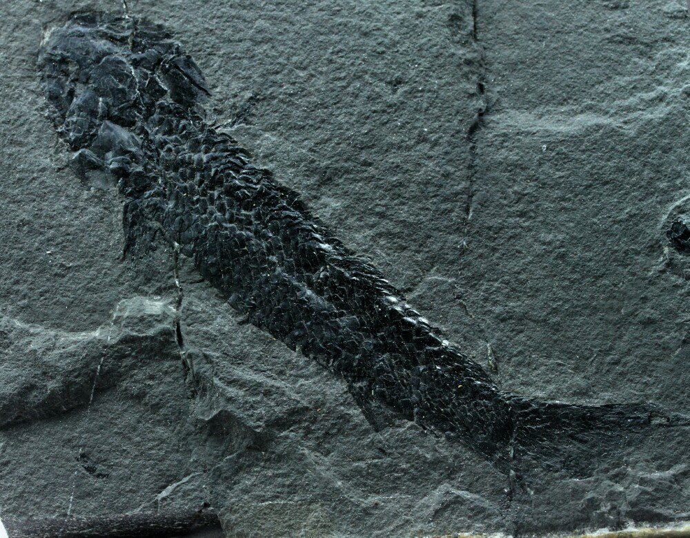 Osteolepis macrolepidotus 