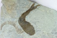Shielia taiti Thelodont Fossil Fish