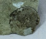 Witaaspis