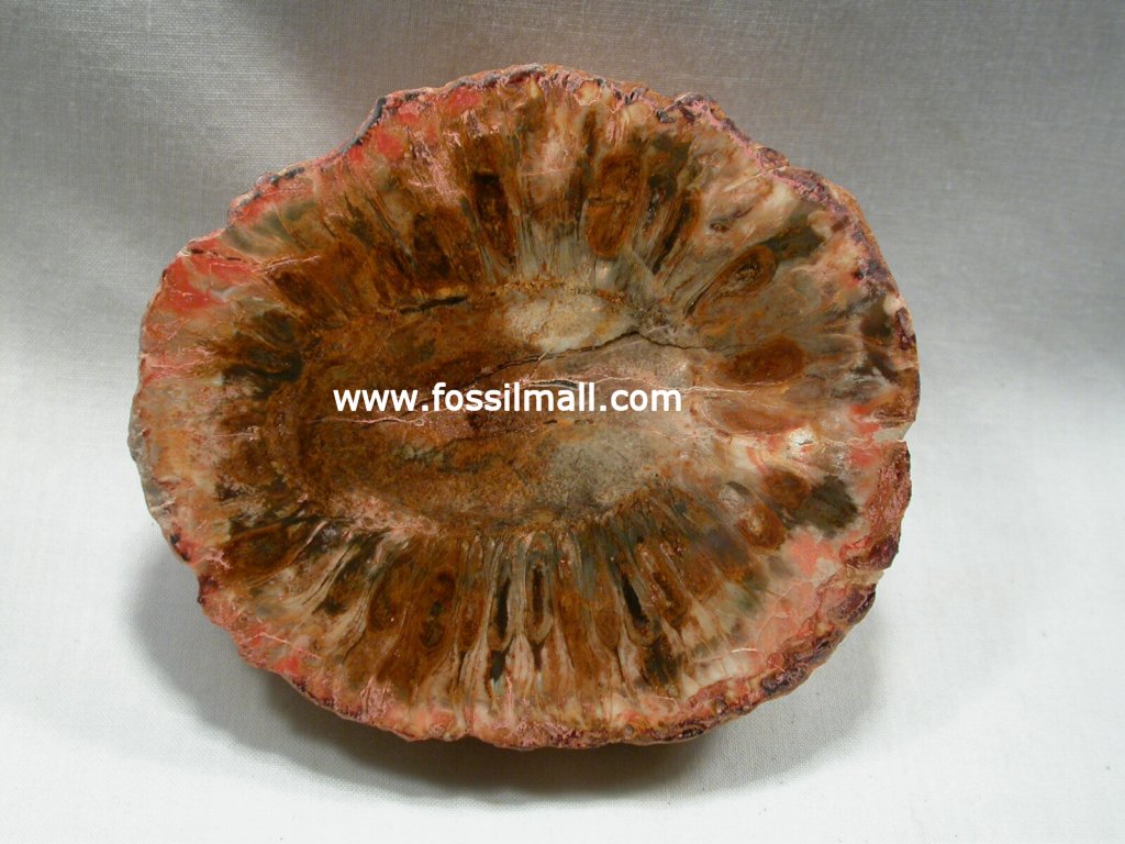 Araucaria Seed Cone Plant Fossil