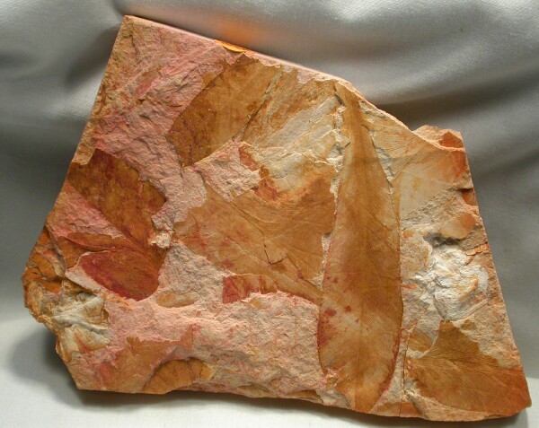 glossopteris JungleKey.fr Web