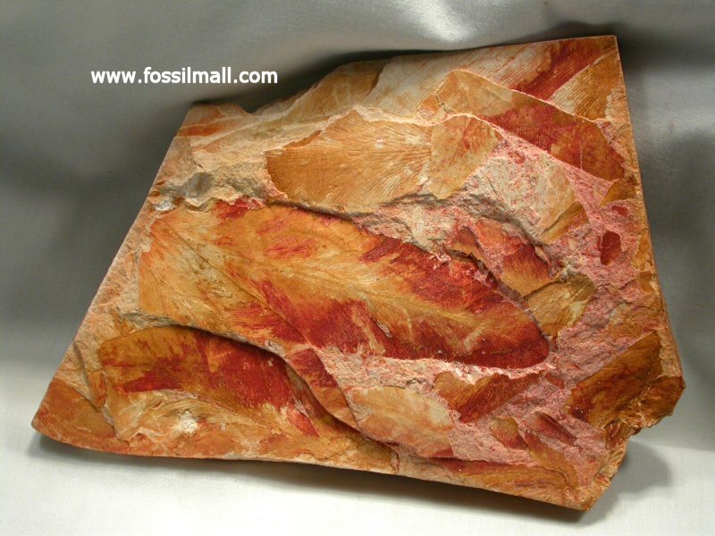 Glossopteris browniana