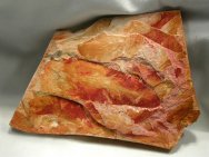 Glossopteris Fossil Leaf Assemblage