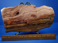 Baicalia capricornia Australian stromatolite