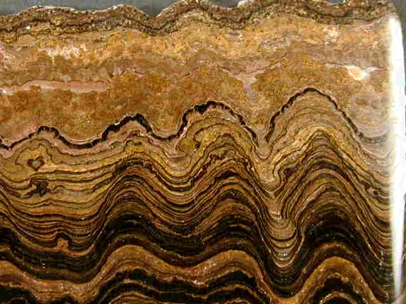 Paleoproterozoic stromatolite from Bolivia
