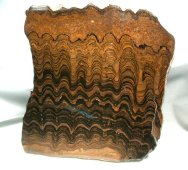 Proterozoic Stromatolites