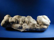Pleistocene Stromatolites