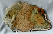 Strelley Pool Paleoarchaean Stromatolites
