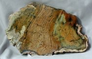 Strelley Pool Paleoarchaean Stromatolites