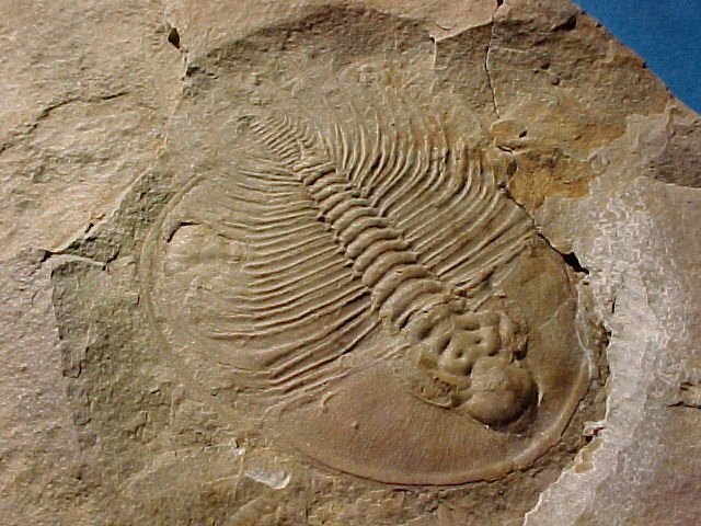 Olenellus fowleri Nevada Trilobite