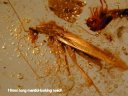 Amber Insects