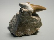 Otodus Shark Tooth