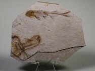 Lycoptera Fish Fossil