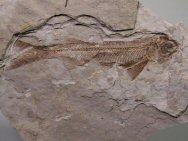 Lycoptera Fish Fossil
