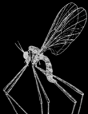 Nematoceran Insect