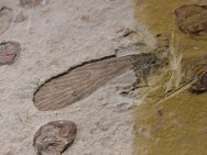 Cretaceous Nematoceran Insect Fossil