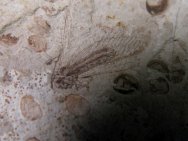 Neuroptera Insect Fossil