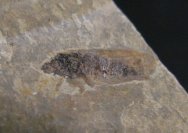 Leafhopper Insect Fossil