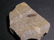Cretaceous Leafhopper Insect Fossil