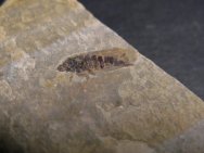 Cretaceous Leafhopper Insect Fossil