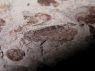 Stonefly Insect Fossil