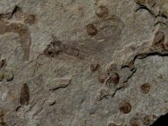 Lacewing Insect Fossil