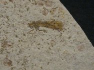 Hangingfly Insect Fossil