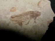 Leafhopper Insect Fossil