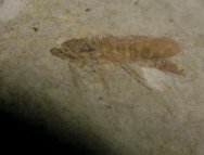 Fulgorid Insect Fossil