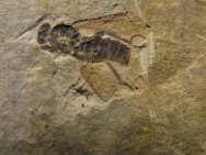 Wasp Hymenopteran Fossil