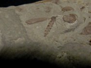 Crane Fly Dipteran Fossil