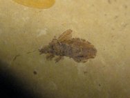 True Bug Insect Fossil