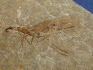 Snakefly Insect Fossil